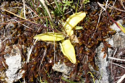 pinguicula vars